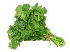 coriander