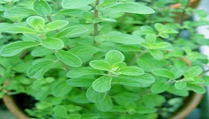 marva plant