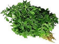 fenugreek